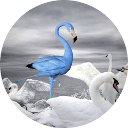 Stand Out from the Flock